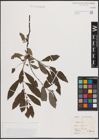 Foto von Salix cinerea L.